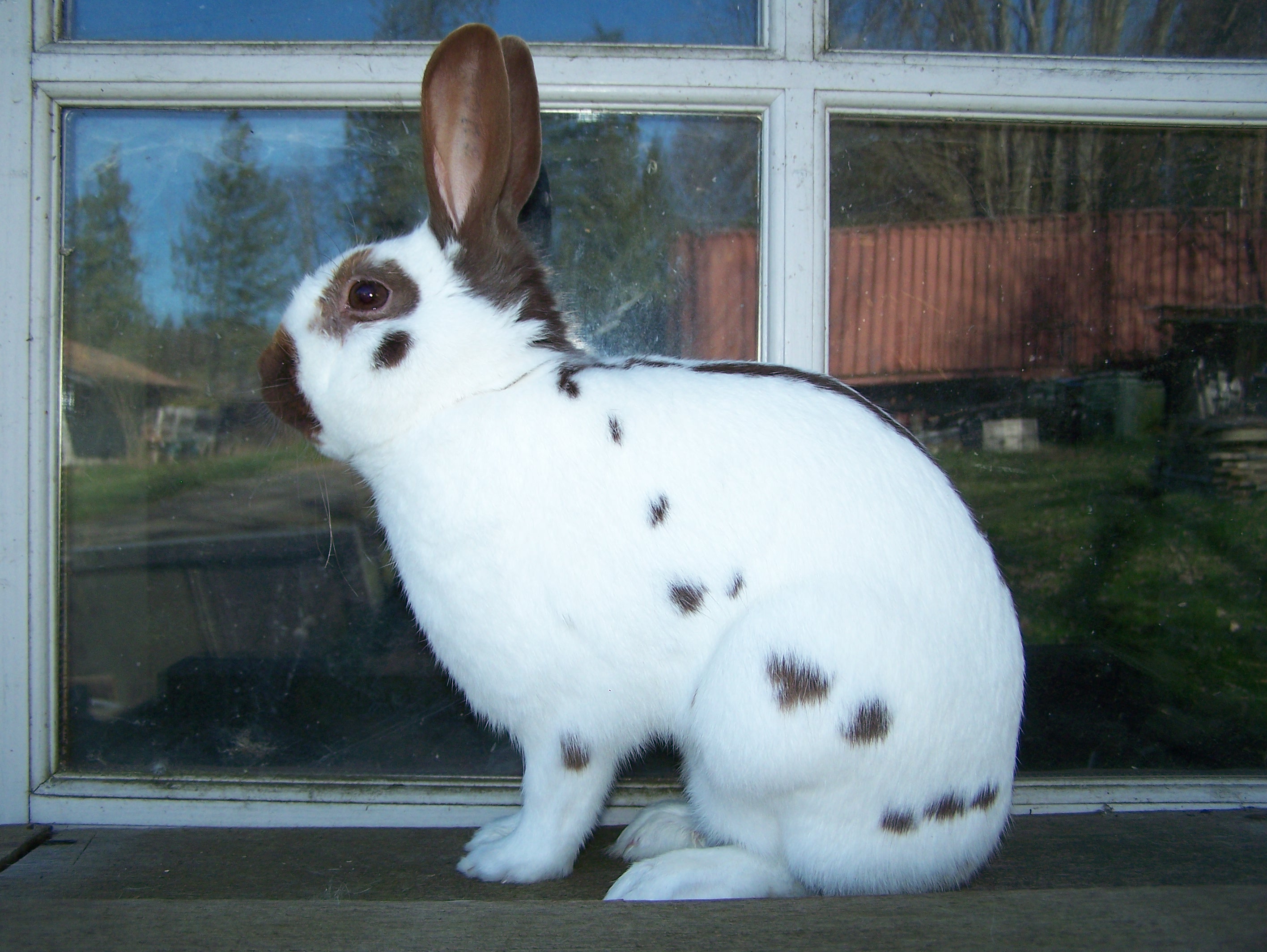 english spot rabbit chocolate